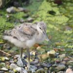 Sonntagsführung Juli 2014 - Tierkinder