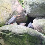 Sonntagsführung Juli 2014 - Tierkinder