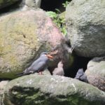 Inkaseeschwalbe