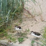 Sonntagsführung Juli 2014 - Tierkinder