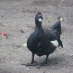 Exkursion nach Lelkendorf und Ivenack