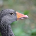 Exkursion nach Lelkendorf und Ivenack
