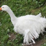 Exkursion nach Lelkendorf und Ivenack