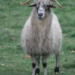 Exkursion nach Lelkendorf und Ivenack
