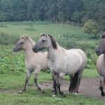 Exkursion nach Lelkendorf und Ivenack