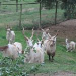 Exkursion nach Lelkendorf und Ivenack
