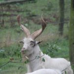 Exkursion nach Lelkendorf und Ivenack