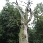 Exkursion nach Lelkendorf und Ivenack