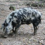 Exkursion nach Lelkendorf und Ivenack