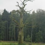 Exkursion nach Lelkendorf und Ivenack