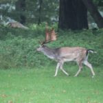 Exkursion nach Lelkendorf und Ivenack