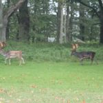 Exkursion nach Lelkendorf und Ivenack