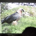 Vortrag - Zoos in der Schweiz