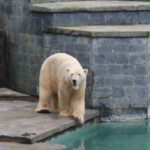 Sonntagsführung März 2015 - Tiere des Nordens