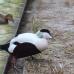 Sonntagsführung März 2015 - Tiere des Nordens
