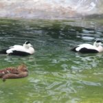 Sonntagsführung März 2015 - Tiere des Nordens