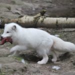 Sonntagsführung März 2015 - Tiere des Nordens