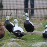 Sonntagsführung März 2015 - Tiere des Nordens