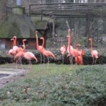 Sonntagsführung Februar 2015 „Von Vegetariern und Fleischfressern“