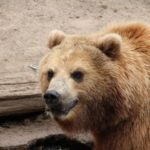 Maiführung Kodiakbär