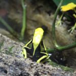 Fräberfrosch