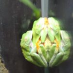 Rotaugenlaubfrosch