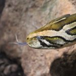 Dunkler Tigerpython