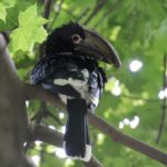 Trompeterhornvogel
