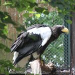 Riesenseeadler