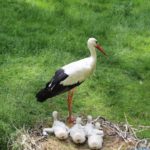 Posen - neuer Zoo - Exkursion nach Polen