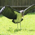 Marabu