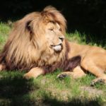 Angola-Löwe
