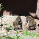 Bambuslemur