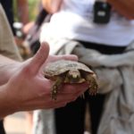 Sonntagsführung August - Schildkröten