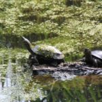 Sonntagsführung August - Schildkröten