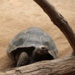 Galapagos Riesenschildkröte im Darwineum