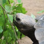 Galapagos Riesenschildkröte im Darwineum