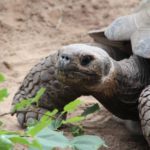 Galapagos Riesenschildkröte im Darwineum