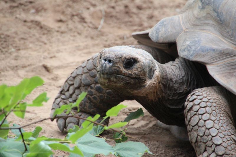 Galapagos Riesenschildkröte im Darwineum