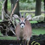 Sonntagsführung "Geweih- und Hornträger"