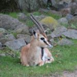 Sonntagsführung "Geweih- und Hornträger"