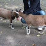 Sonntagsführung "Geweih- und Hornträger"