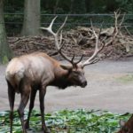 Sonntagsführung "Geweih- und Hornträger"