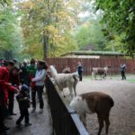 Sonntagsführung Oktober „Ferne Länder – Andere Haustiere“