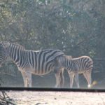 Zebra Nachwuchs Dezember 2015