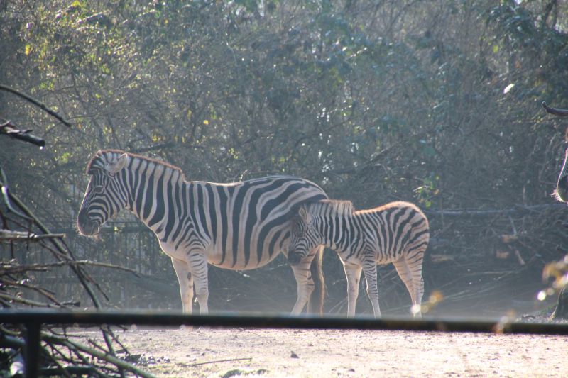 Zebra Nachwuchs Dezember 2015