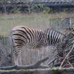 Zebra Nachwuchs Dezember 2015