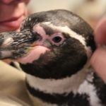 Humboldtpinguin