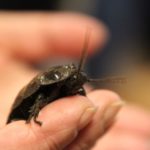 Tierschau zur Mitgliederversammlung 2016