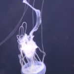 Malaienqualle